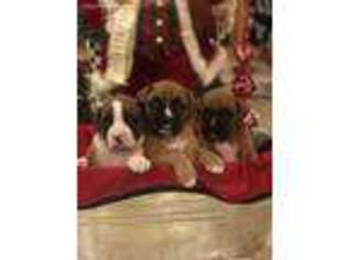 Boxer Puppy for sale in Fayetteville, NC, USA