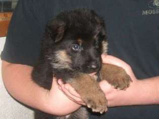 German Shepherd Dog Puppy for sale in Lewiston, ID, USA
