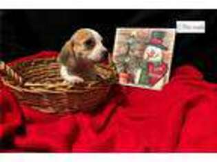 Beagle Puppy for sale in Tulsa, OK, USA