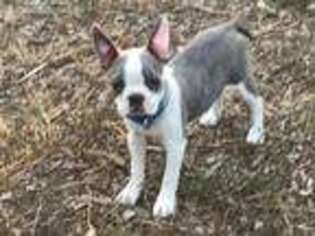 Boston Terrier Puppy for sale in Fort Collins, CO, USA