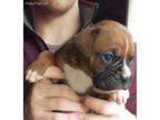 Boxer Puppy for sale in Shelbyville, MI, USA