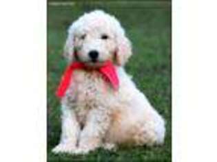 Goldendoodle Puppy for sale in Greenbrier, AR, USA