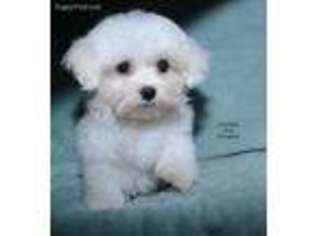 Maltese Puppy for sale in Keokuk, IA, USA