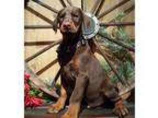 Doberman Pinscher Puppy for sale in Paradise, PA, USA