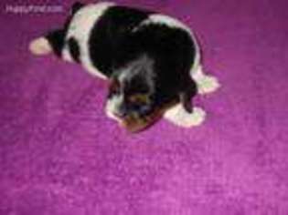 Cavalier King Charles Spaniel Puppy for sale in Reedsport, OR, USA
