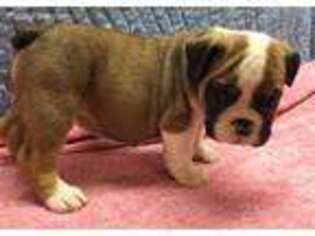 Bulldog Puppy for sale in Roland, OK, USA