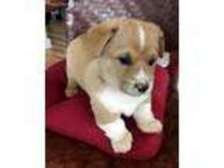 Pembroke Welsh Corgi Puppy for sale in Blowing Rock, NC, USA