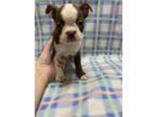 Boston Terrier Puppy for sale in Magnolia, TX, USA