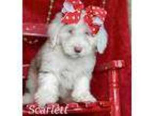 Mutt Puppy for sale in Ligonier, PA, USA