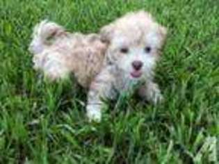 Havanese Puppy for sale in HUFFMAN, TX, USA