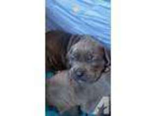 Cane Corso Puppy for sale in OXNARD, CA, USA