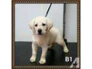 Labrador Retriever Puppy for sale in MEAD, OK, USA