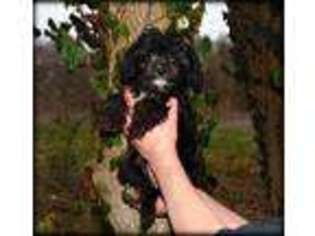 Cavapoo Puppy for sale in Bonnieville, KY, USA