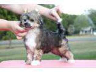 Chinese Crested Puppy for sale in Omaha, NE, USA