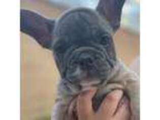French Bulldog Puppy for sale in Claremont, CA, USA