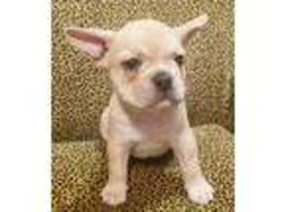 French Bulldog Puppy for sale in Fisher, MN, USA