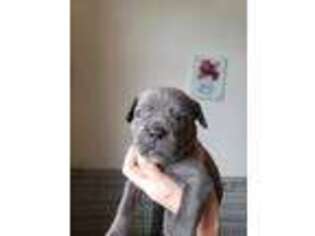 Cane Corso Puppy for sale in Greeley, CO, USA