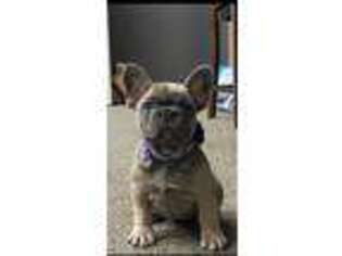 French Bulldog Puppy for sale in Lincoln, NE, USA