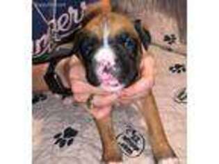 Boxer Puppy for sale in Sugar Land, TX, USA