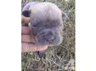 Cane Corso Puppy for sale in ELIZABETH CITY, NC, USA