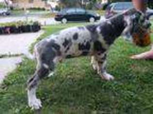 Great Dane Puppy for sale in Watertown, WI, USA