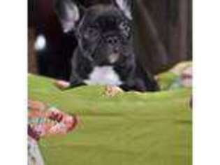 French Bulldog Puppy for sale in Lake Charles, LA, USA