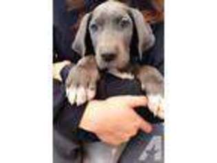 Great Dane Puppy for sale in EL DORADO HILLS, CA, USA