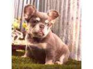 French Bulldog Puppy for sale in Sallisaw, OK, USA