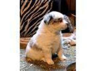 Miniature Australian Shepherd Puppy for sale in Huron, SD, USA