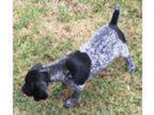 German Shorthaired Pointer Puppy for sale in Koshkonong, MO, USA