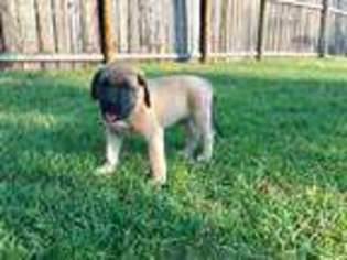 Mastiff Puppy for sale in Rexford, MT, USA