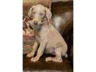 Doberman Pinscher Puppy for sale in Winnsboro, LA, USA