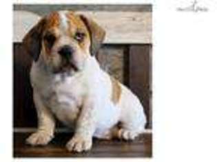 Beabull Puppy for sale in Springfield, MO, USA