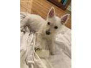 West Highland White Terrier Puppy for sale in Somerset, NJ, USA