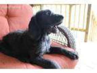 Labradoodle Puppy for sale in North Zulch, TX, USA