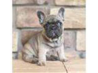 French Bulldog Puppy for sale in Florence, CO, USA