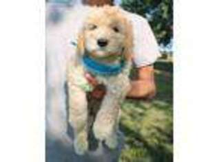 Goldendoodle Puppy for sale in Diamond, MO, USA