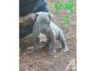 Cane Corso Puppy for sale in COTTAGE GROVE, OR, USA