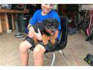 Rottweiler Puppy for sale in Harrisonburg, VA, USA
