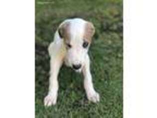 Greyhound Puppy for sale in Bakersfield, CA, USA