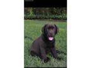 Labrador Retriever Puppy for sale in Anderson, SC, USA