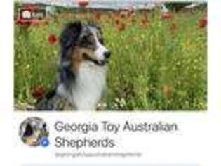 Miniature Australian Shepherd Puppy for sale in Colbert, GA, USA