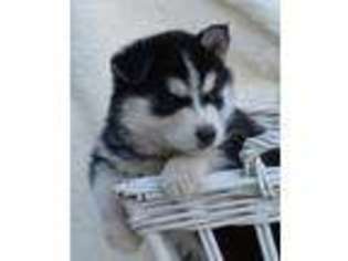 Siberian Husky Puppy for sale in Battle Ground, WA, USA
