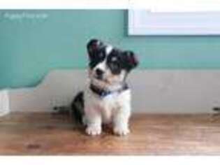 Pembroke Welsh Corgi Puppy for sale in Newport, PA, USA