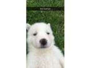 Samoyed Puppy for sale in West Valley, NY, USA