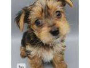 Yorkshire Terrier Puppy for sale in Greer, SC, USA