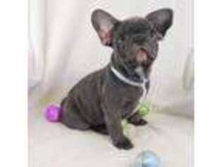 French Bulldog Puppy for sale in Sterling Heights, MI, USA
