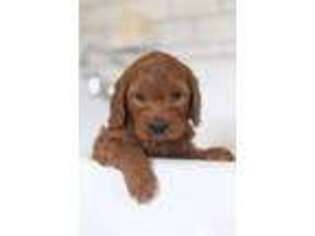 Goldendoodle Puppy for sale in Denver, PA, USA
