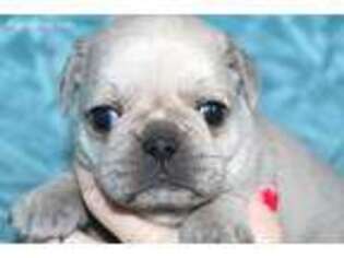 Pug Puppy for sale in Dorset, OH, USA