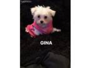 Maltese Puppy for sale in Irving, TX, USA